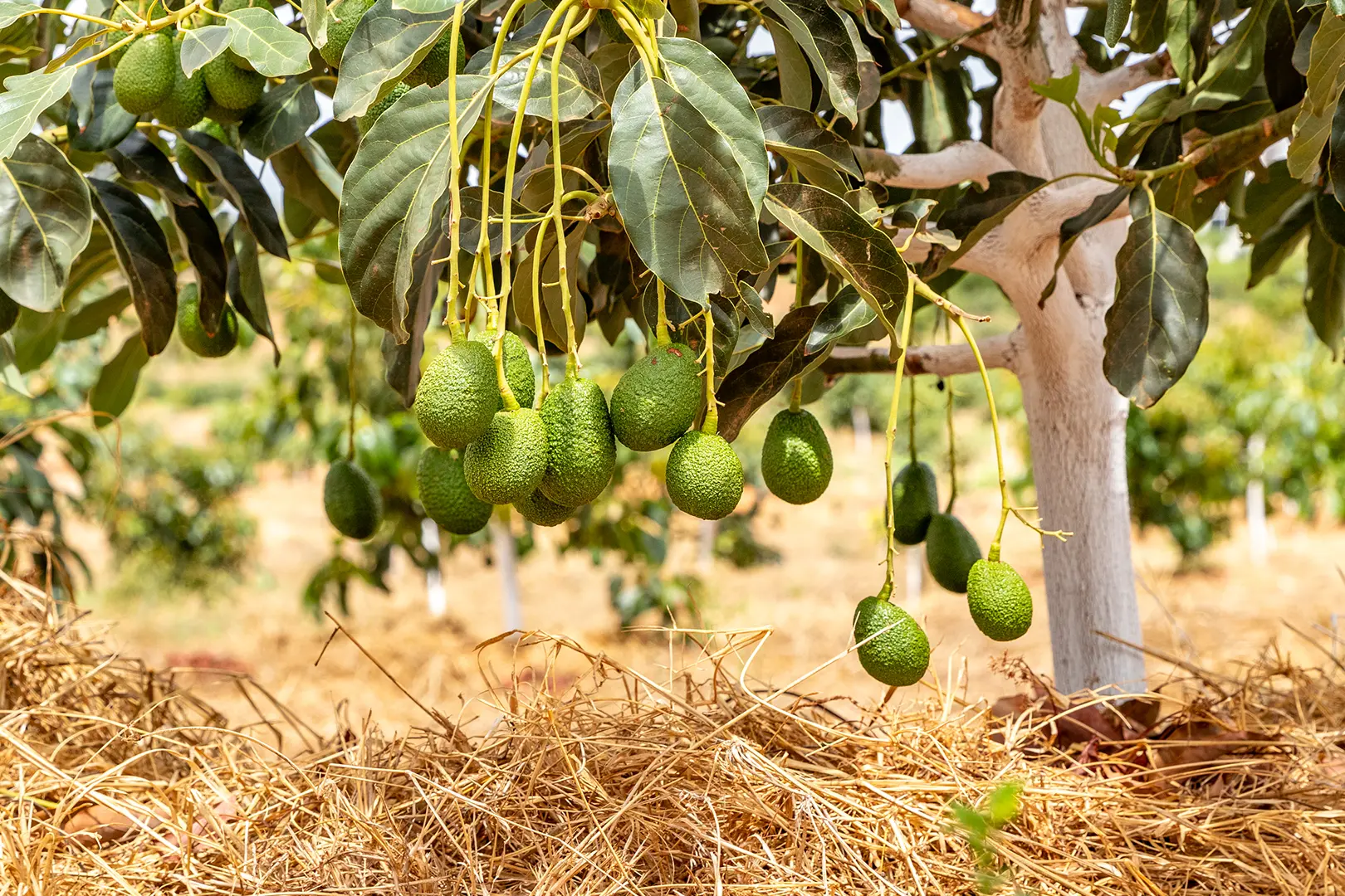 Sustainable Practices